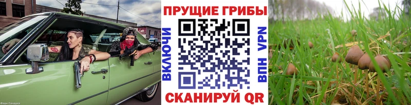 omg онион  Яблоновский  Псилоцибиновые грибы Psilocybe 